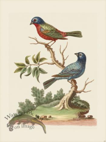 Edwards 130 The Painted-Finch